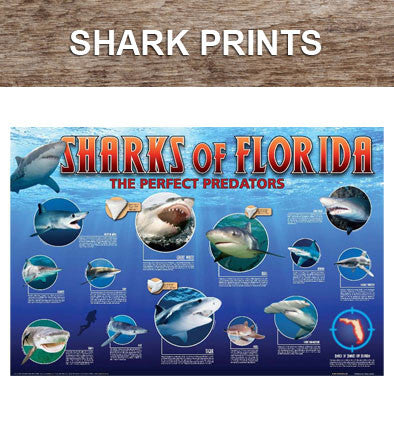 Shark Prints